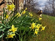 Spettacolo di fiori ai prati della Pigolotta di Valtorta - 8 aprile 2023  - FOTOGALLERY